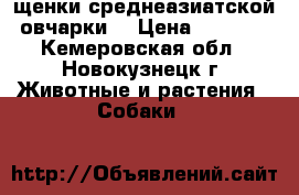 щенки среднеазиатской овчарки  › Цена ­ 5 000 - Кемеровская обл., Новокузнецк г. Животные и растения » Собаки   